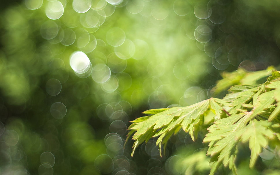 green leaf selective focus photo HD wallpaper
